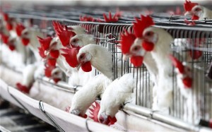 chickens-price