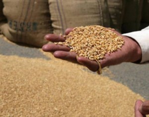 94670759-wheat