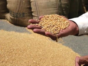 wheat