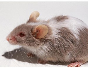 rat