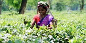 indian-tea-pluckers-working-in-the-plantation