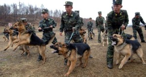 North Korea military
