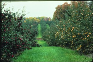 Orchard productivity