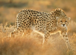 Asian Cheetahs