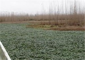 anzali lagoon