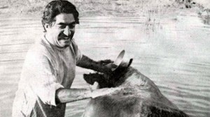 Iranian film Cow