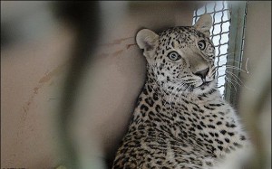 iranian leopard