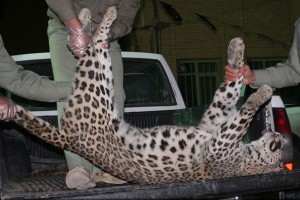 leopart in iran