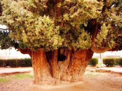 tree