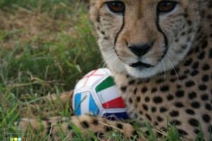 cheetah