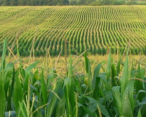 agriculture2