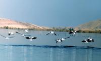 birds
