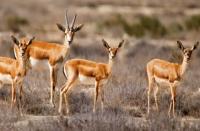 rare deer