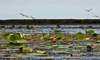 Anzali Lagoon