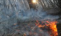 forest fire