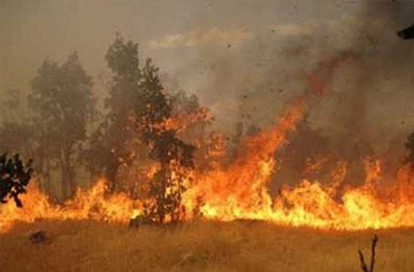 Forest fire