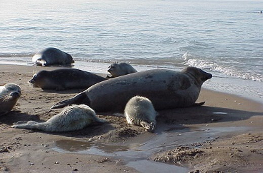 Caspian seals
