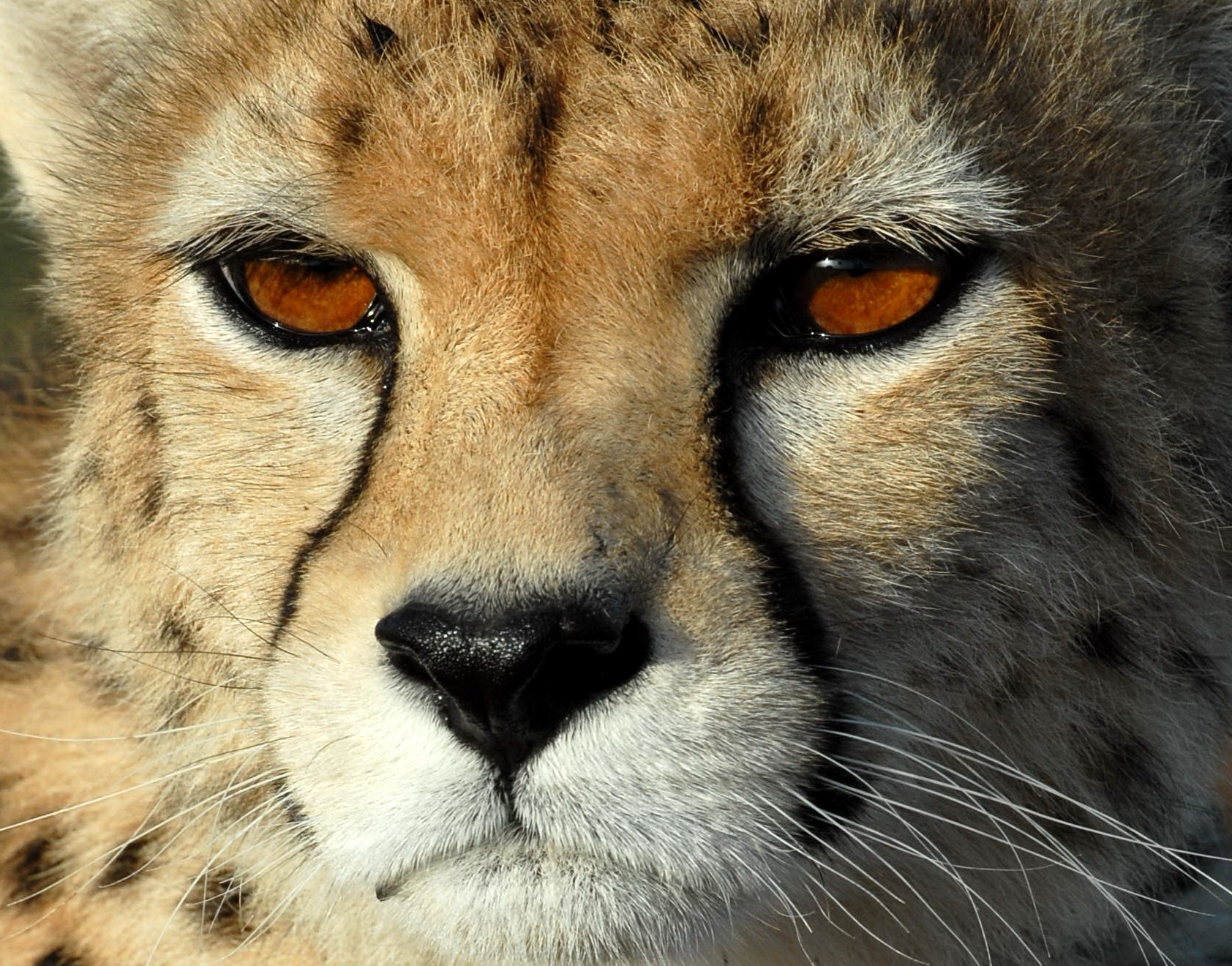 Asiatic Cheetah