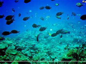 aquatic products