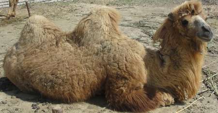 Iranian Bactrian camel