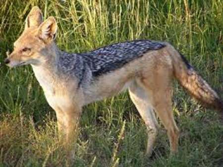Wild jackal