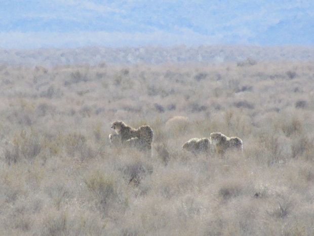 Female Asiatic cheetah