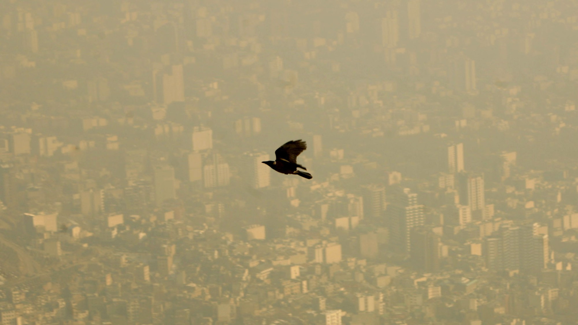 Bird flies through the polluted sky of Tehran