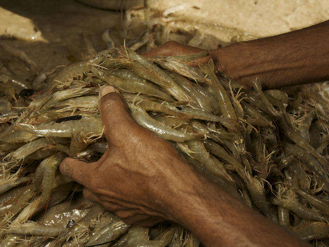 Iran, Russia discuss shrimp export