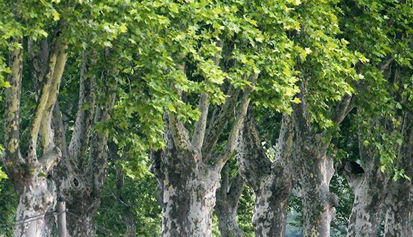 tree3